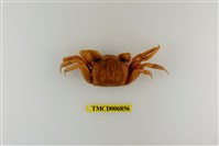 藏品(斯氏沙蟹)的圖片